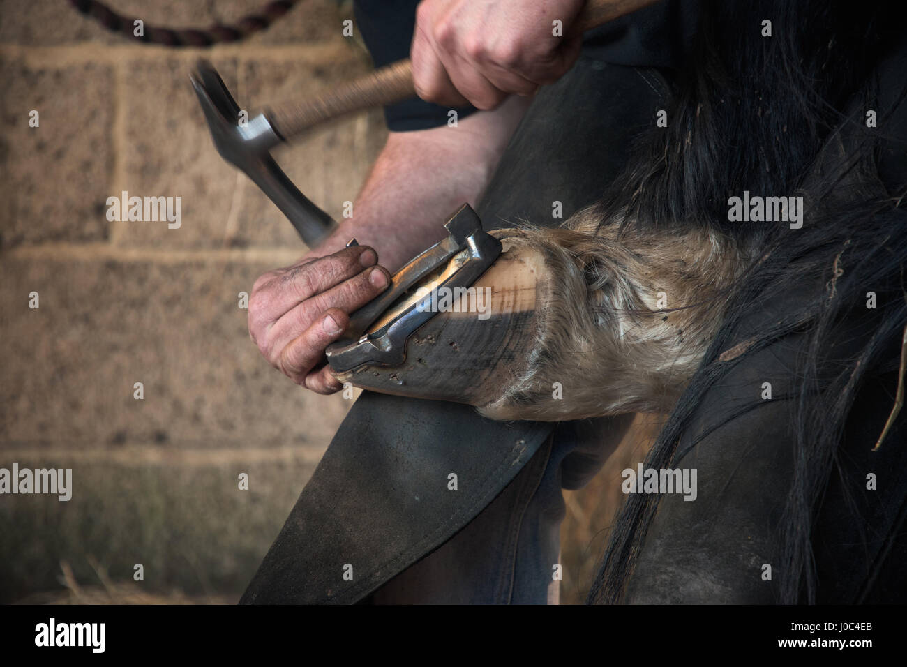 Farrier fitting horse with horseshoes Stock Photo