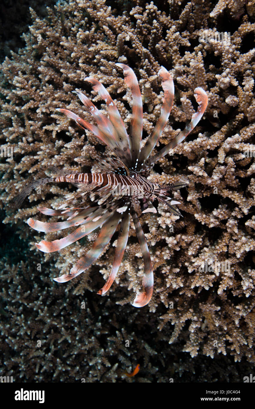 Marine animal on coral, Red Sea, Marsa Alam, Egypt Stock Photo