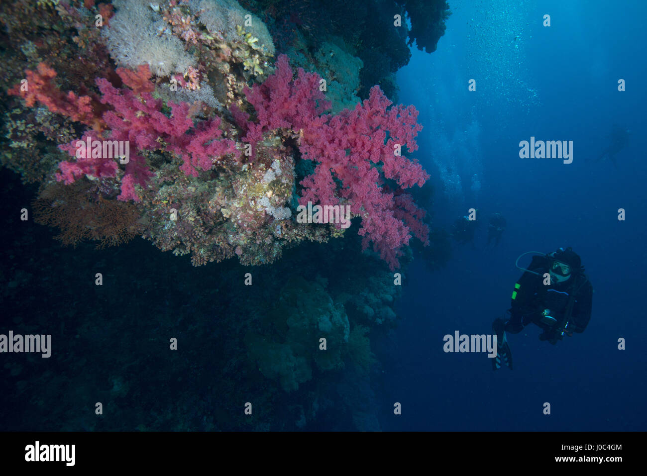 Scuba diver by coral, Red Sea, Marsa Alam, Egypt Stock Photo