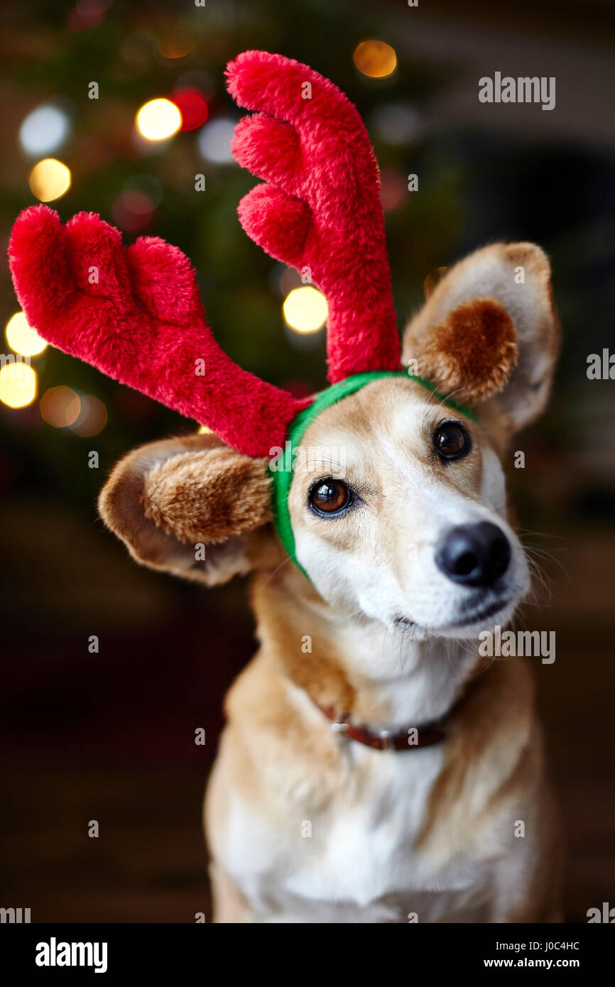 Portrait of dog wearing reindeer ears Stock Photo