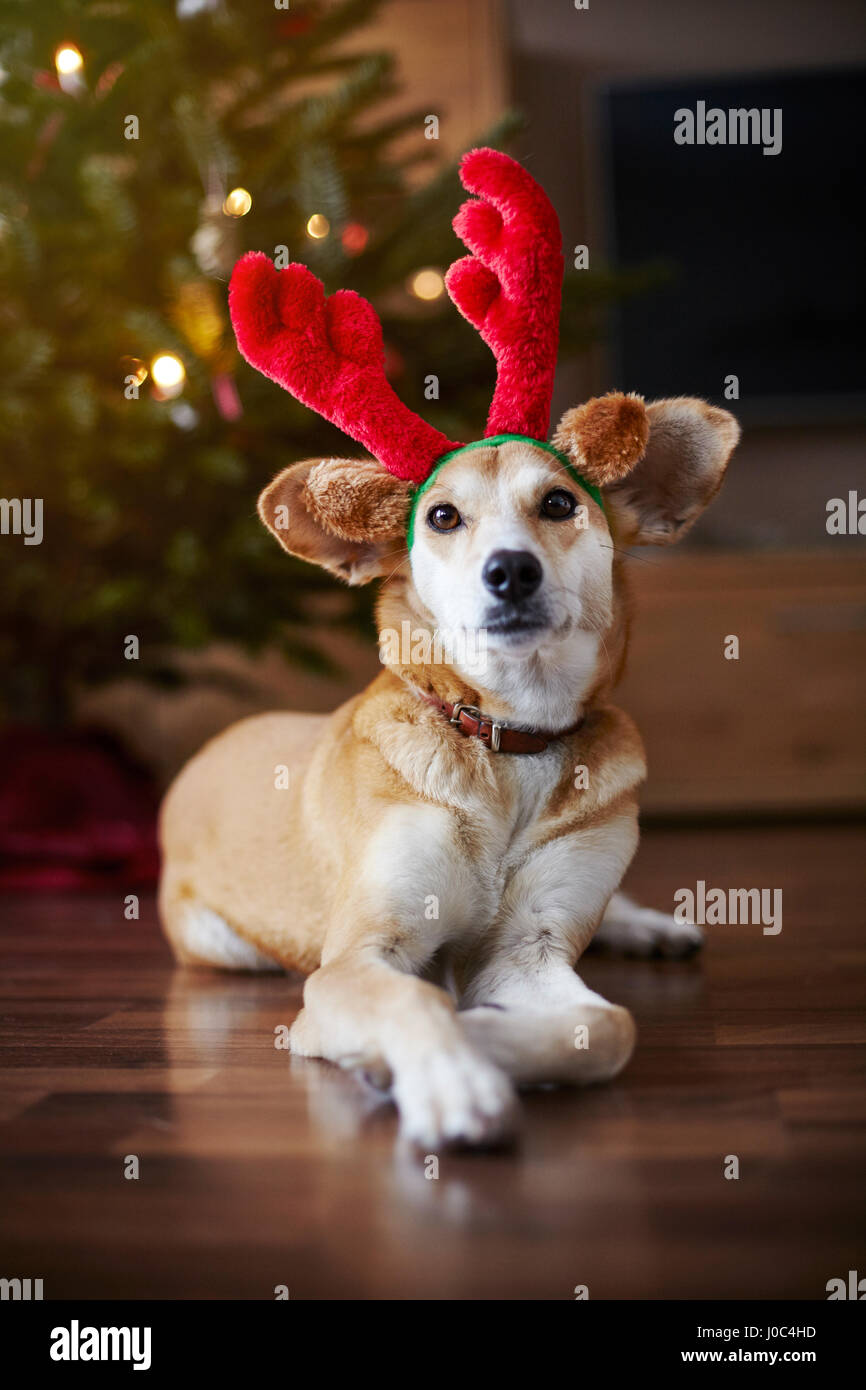 Portrait of dog wearing reindeer ears Stock Photo