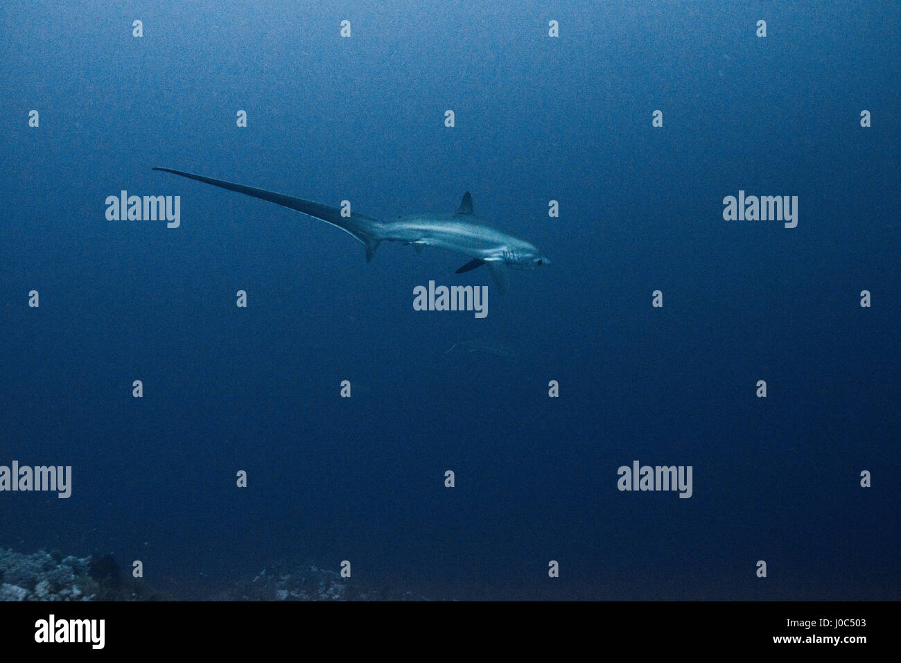 Rare thresher shark (alopias vulpinus), underwater view, Brothers island, Egypt Stock Photo