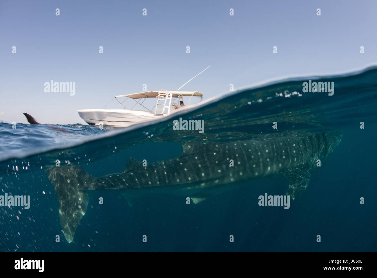Whale shark (rhyncodon typus) filter feeding in the surface, underwater view,  Isla Mujeres, Mexico Stock Photo