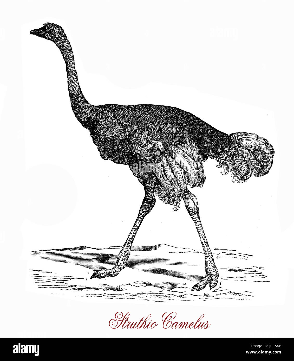 The ostrich (Struthio camelus) is  a large flightless birds native to Africa. It can run at up to about 70 km/h (19 m/s; 43 mph), the fastest land speed of any bird. The ostrich is the largest living species of bird and lays the largest eggs of any living bird. Stock Photo