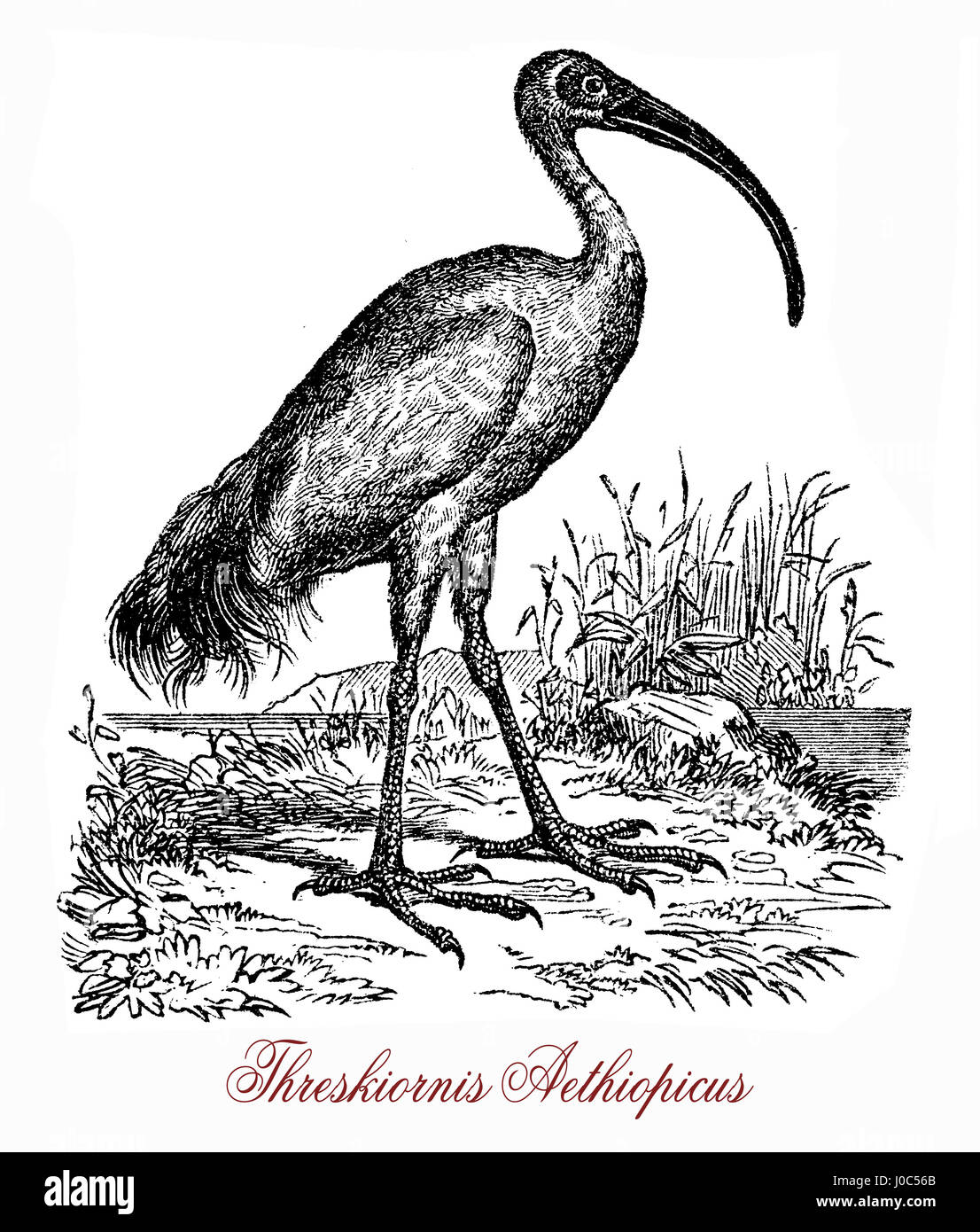 The African sacred ibis (Threskiornis aethiopicus) has a white body plumage apart from dark plumes on the rump and a bald head and neck. The thick curved bill and legs are black. It was regarded as sacred in Egypt, where it was venerated and often mummified as a symbol of the god Thoth. Stock Photo