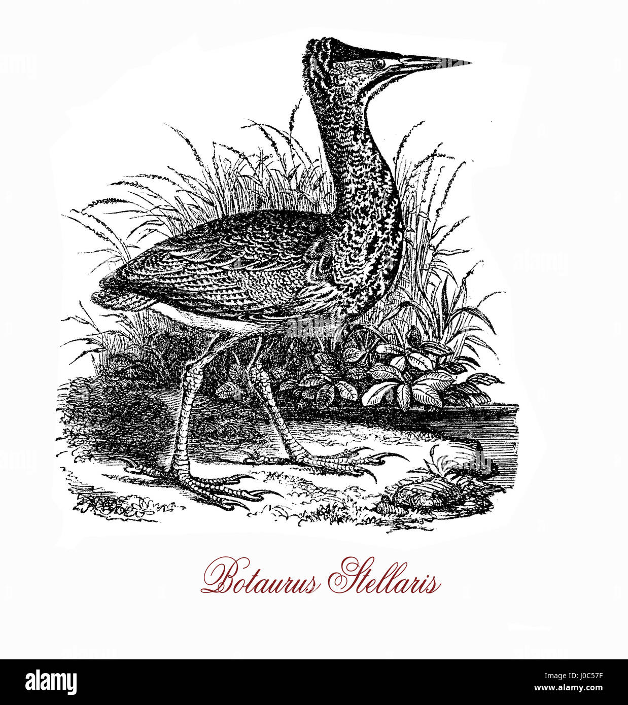 The Eurasian bittern (Botaurus stellaris) is a wading bird  breeding in parts of Europe, Asia, and Africa. It is a secretive bird, seldom seen in the open as it prefers to skulk in reed beds and thick vegetation near water bodies. Stock Photo