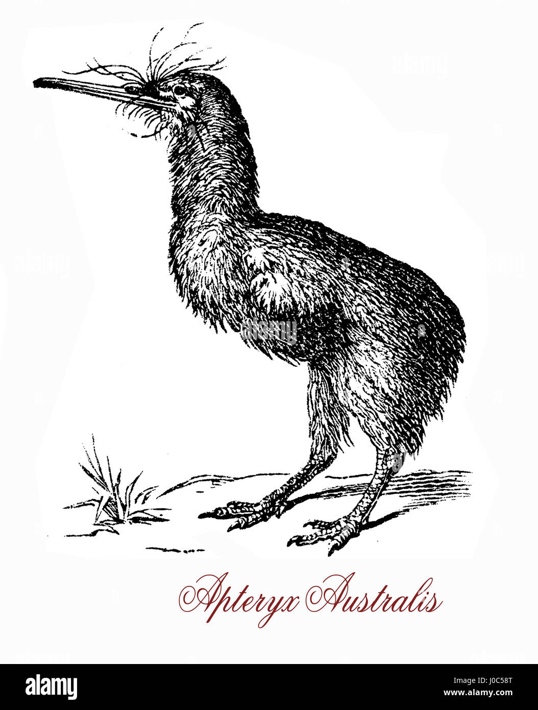 New zealand auckland 19th century High Resolution Stock Photography and ...