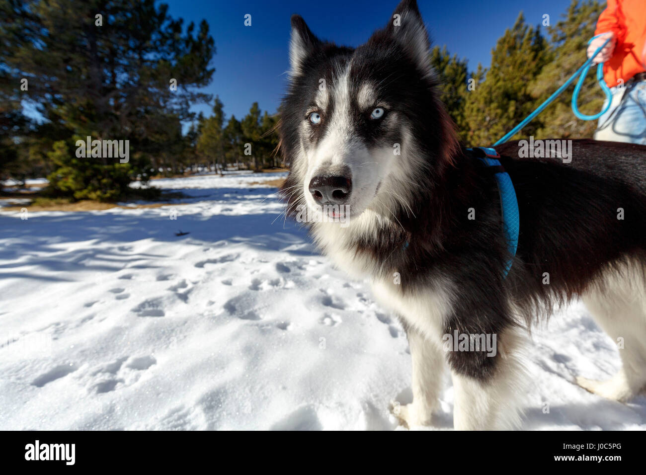 Portrait of wary dog in snow covered forest with man Stock Photo - Alamy