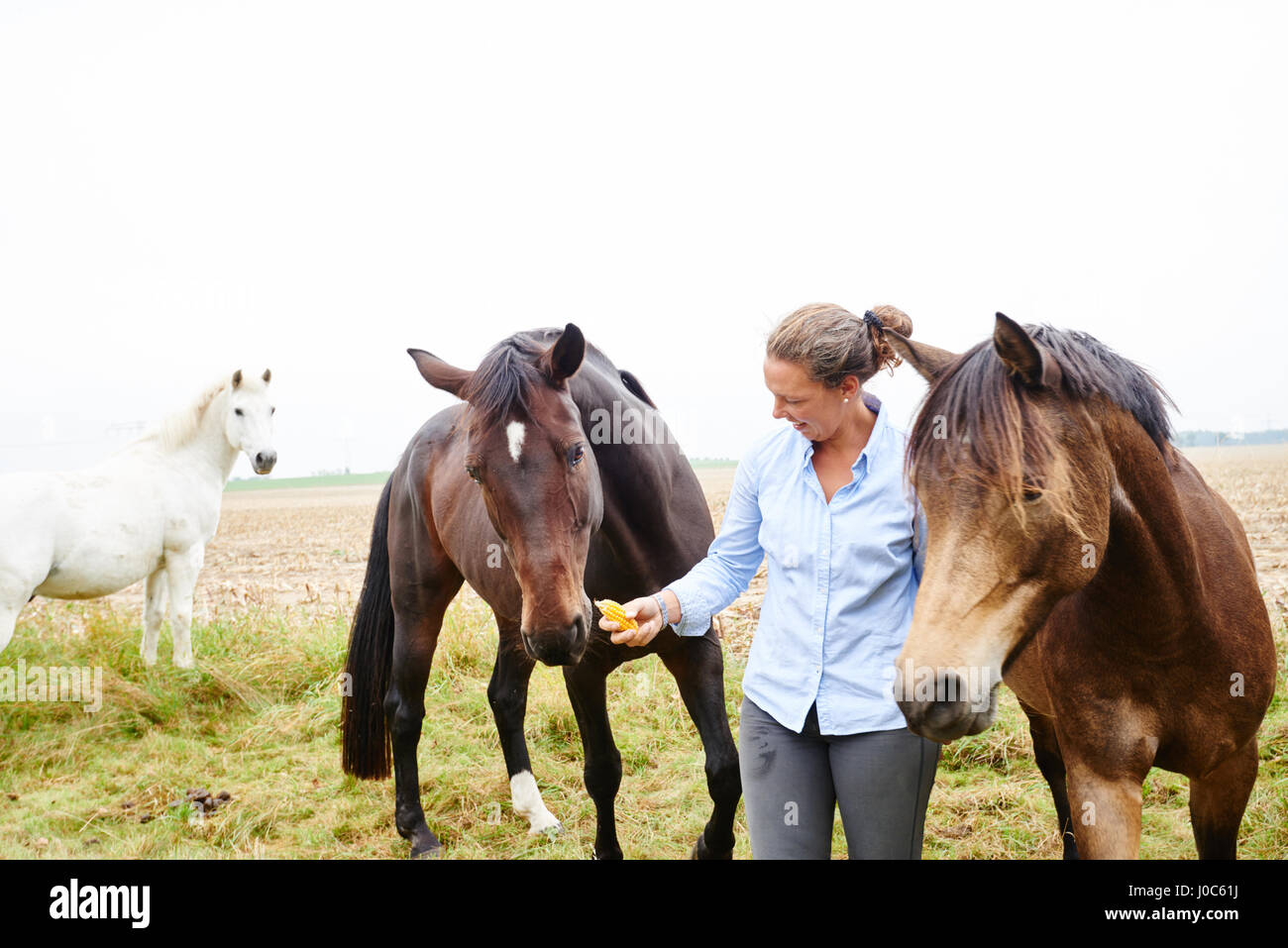 Woman feeding horses in field Stock Photo