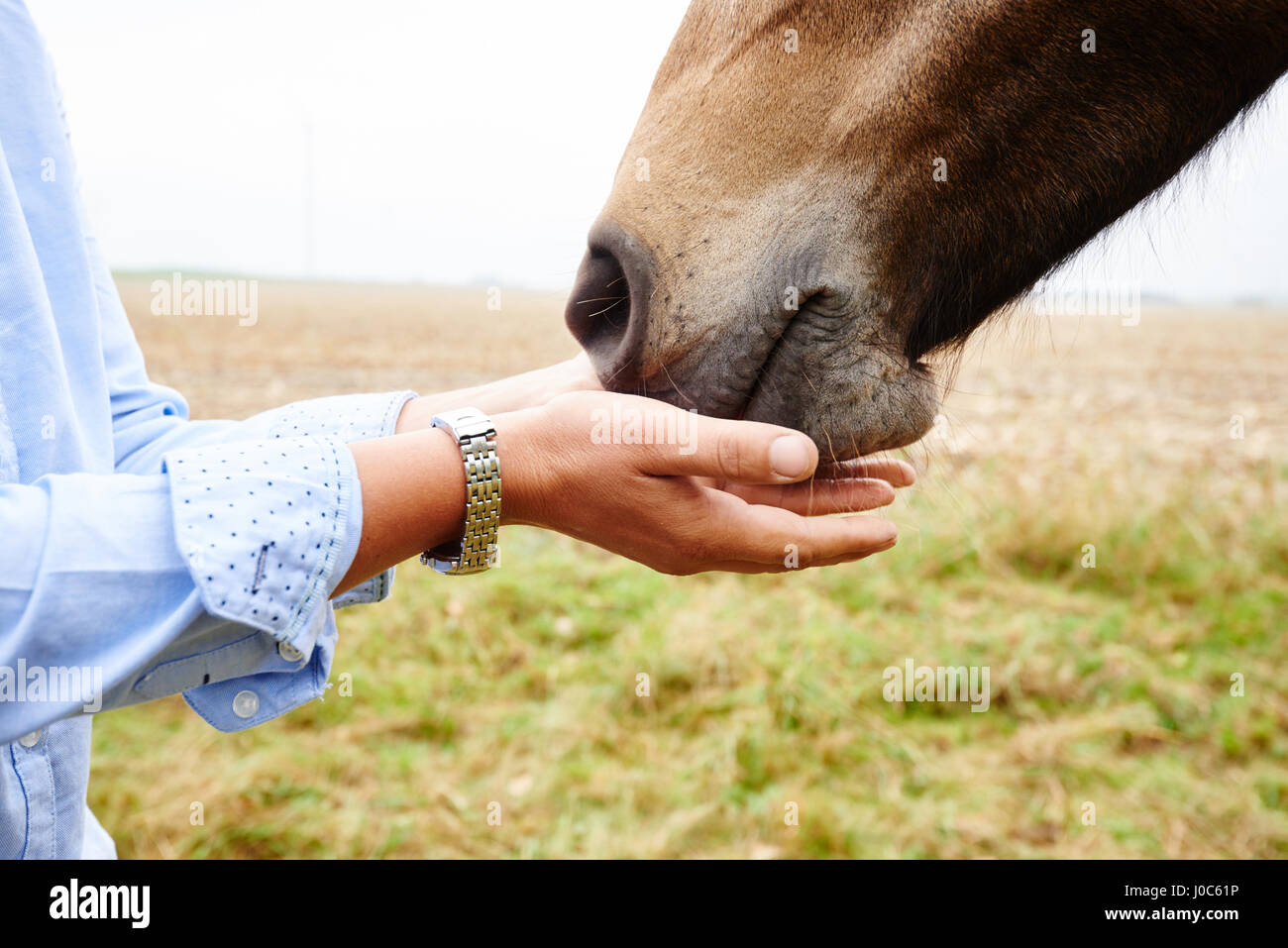 Close up of woman's hands cupped to horse's muzzle in field Stock Photo