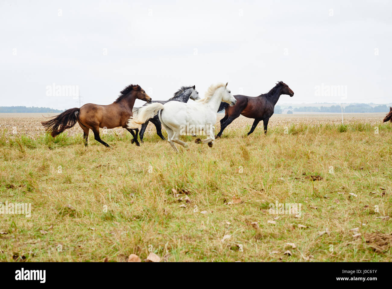 Five horses galloping across field Stock Photo