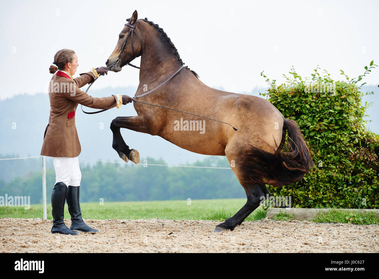 Female rider training dressage horse on hind legs in equestrian arena