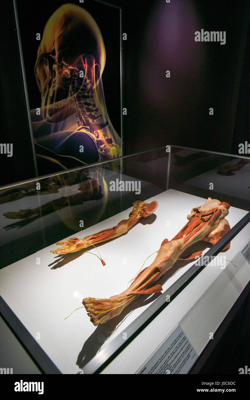 Real human bodies hires stock photography and images Alamy