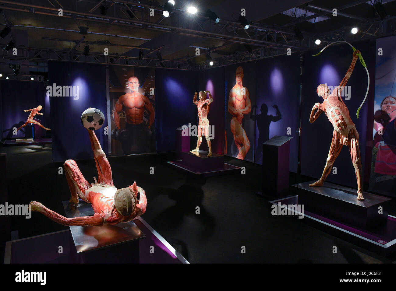 Real Bodies, the largest itinerant exhibition featuring 40 bodies and 350 organs (preserved thanks to a special technique known as plastination) is sh Stock Photo