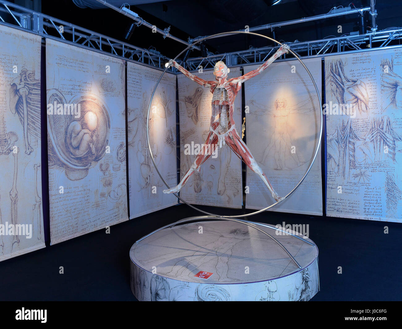 Real Bodies, the largest itinerant exhibition featuring 40 bodies and 350 organs (preserved thanks to a special technique known as plastination) is sh Stock Photo