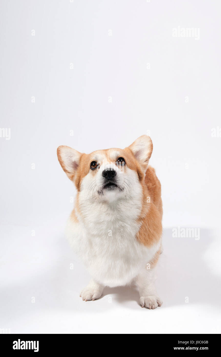 Welsh Corgis High Resolution Stock Photography and Images - Alamy