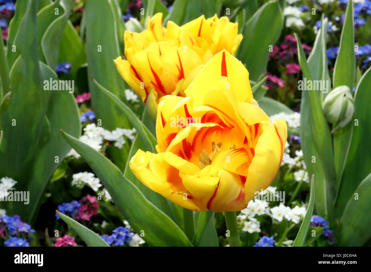 la courtine tulip Stock Photo - Alamy