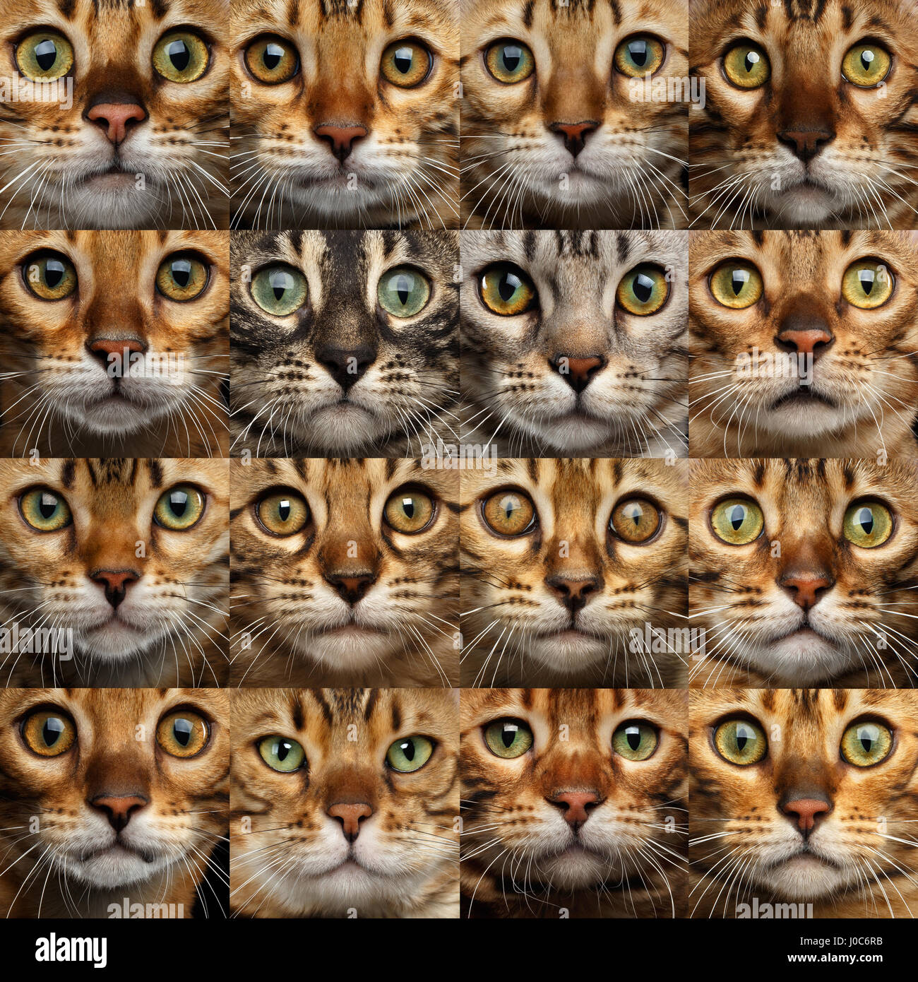 Collage of 16 Bengal Cat heads, compare different faces Stock Photo