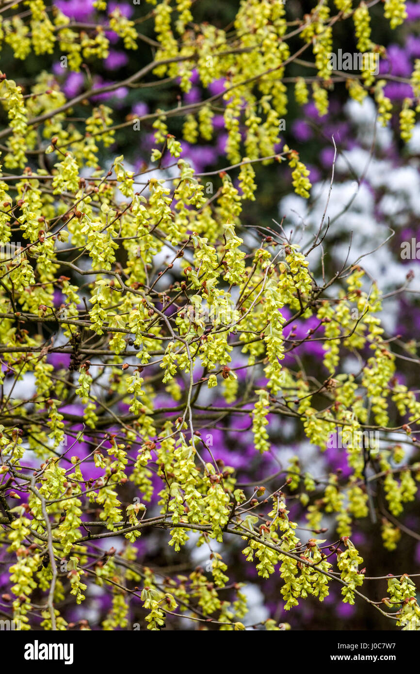Corylopsis sinensis 'Spring Purple', Winter Hazel colorful springtime Spring flowering shrubs Stock Photo