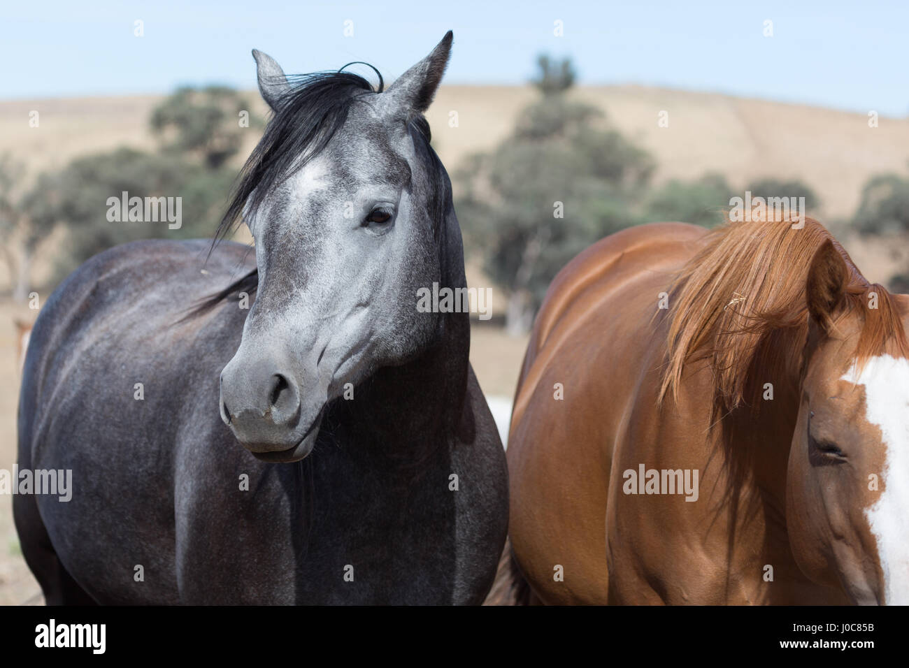 A photograph of a beautiful black and grey horse on farm in Central Western NSW, Australia. Stock Photo