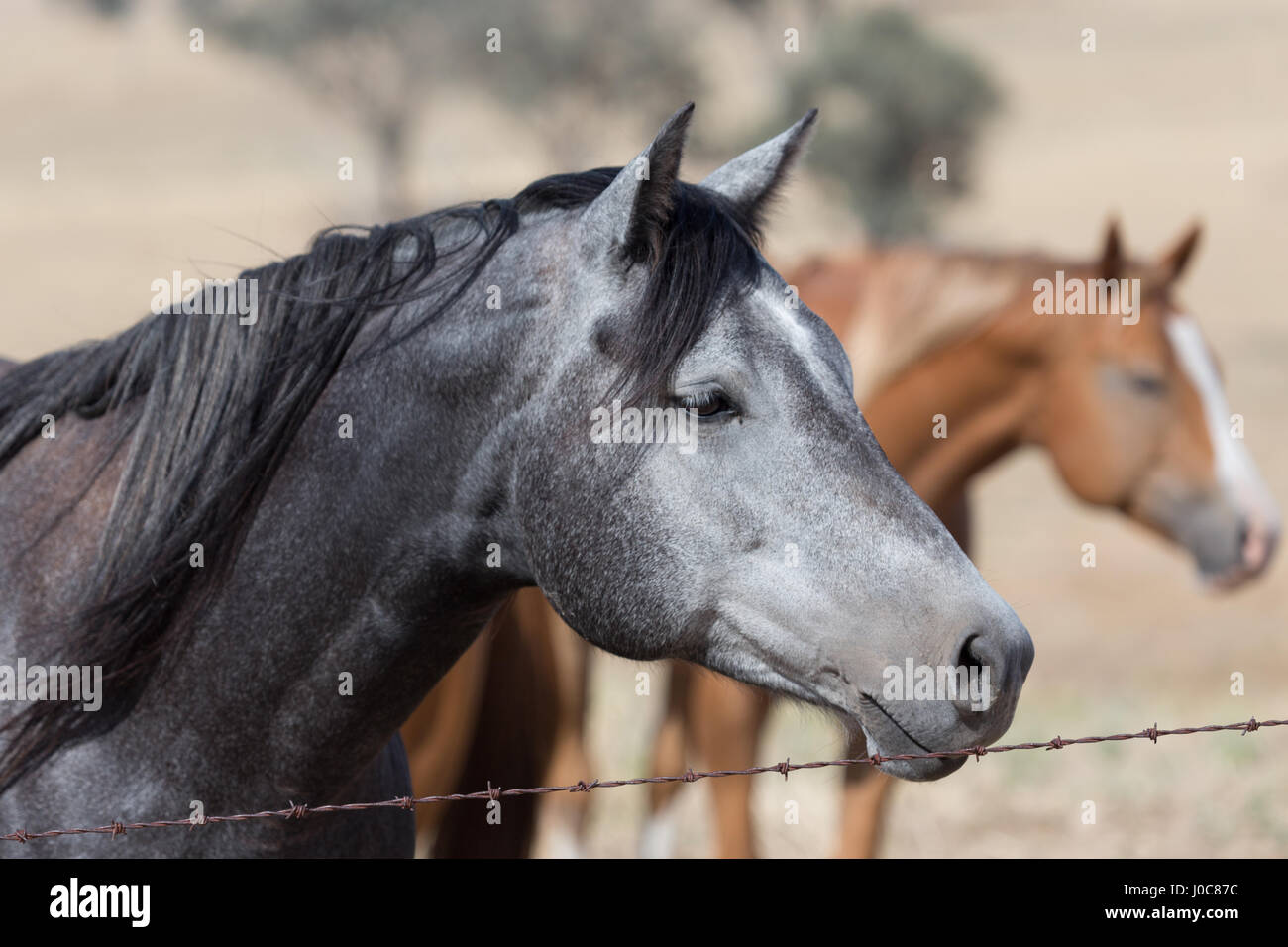 A photograph of a beautiful black and grey horse behind a barbed wire fence on farm in Central Western NSW, Australia. Stock Photo