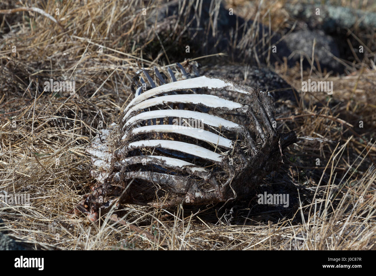 Sheep's Rib