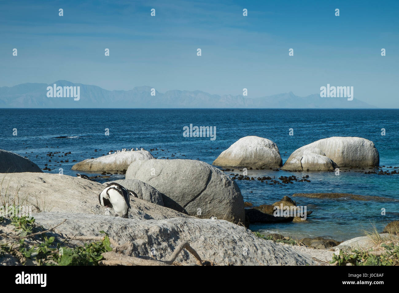 Penguins beach in cape town Stock Photo - Alamy