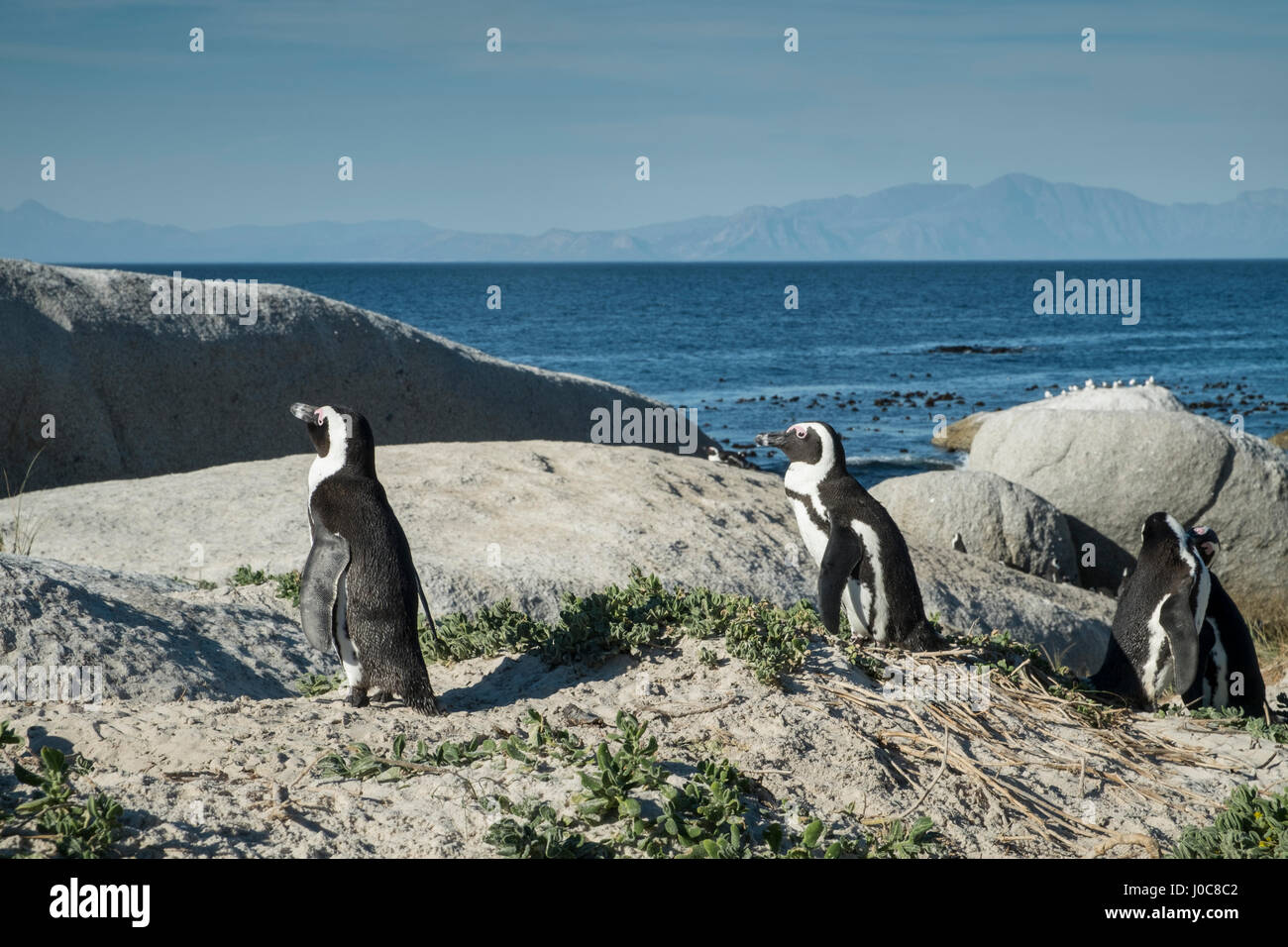 Penguins beach in cape town Stock Photo - Alamy