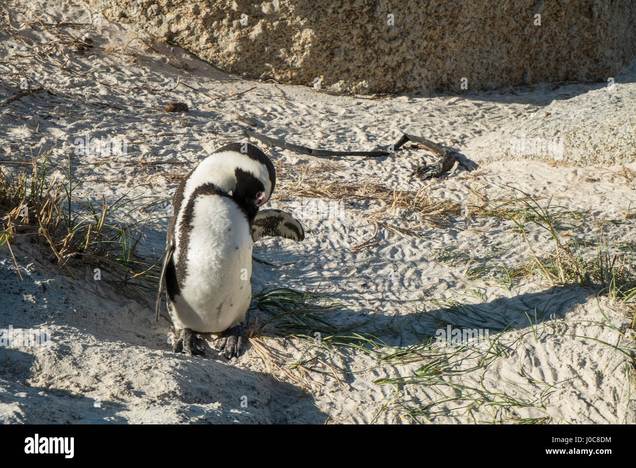 Penguins beach in cape town Stock Photo - Alamy
