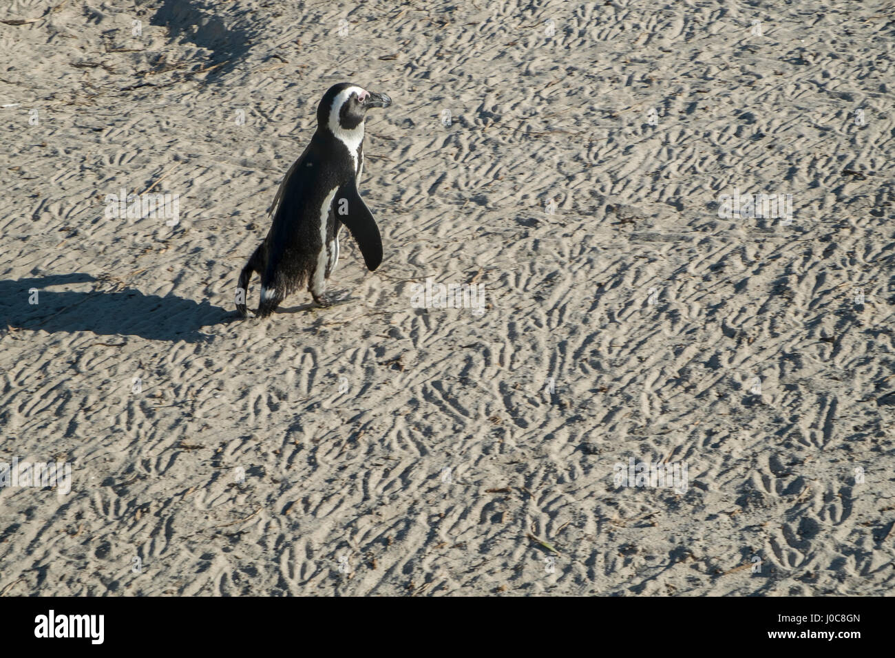 Penguins beach in cape town Stock Photo - Alamy