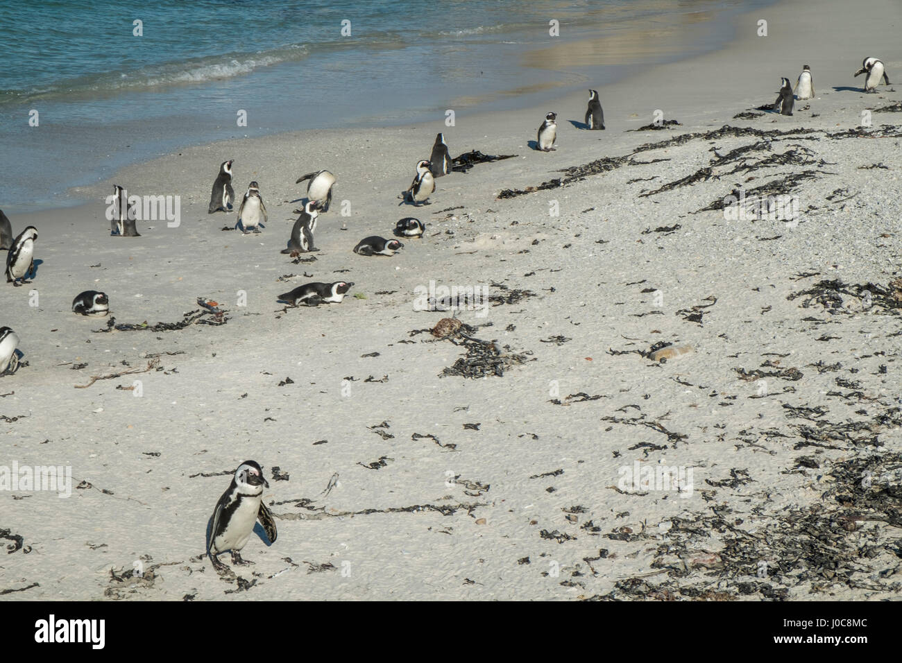 Penguins beach in cape town Stock Photo - Alamy
