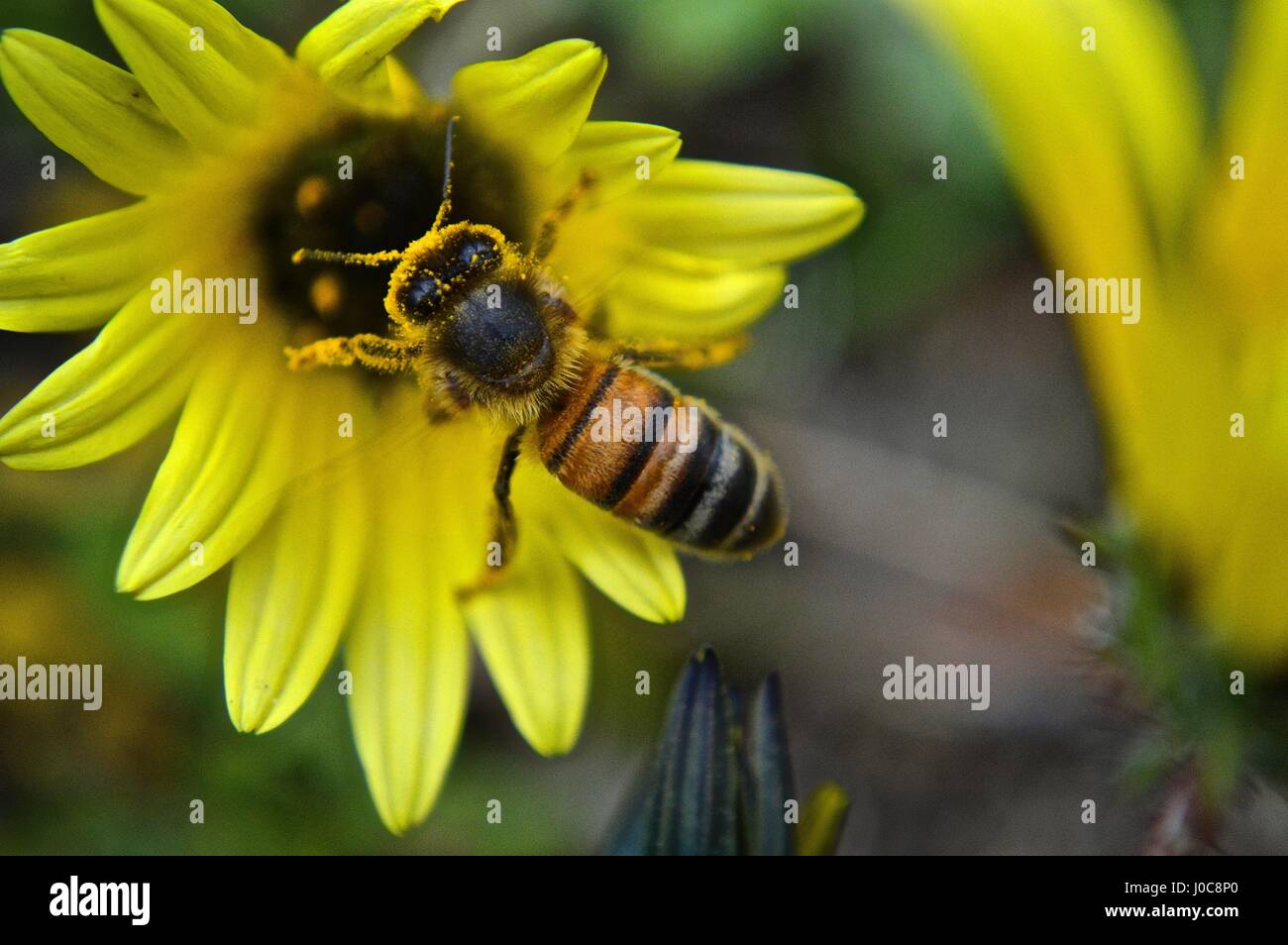 Little honey bee flying collecting hi-res stock photography and images ...
