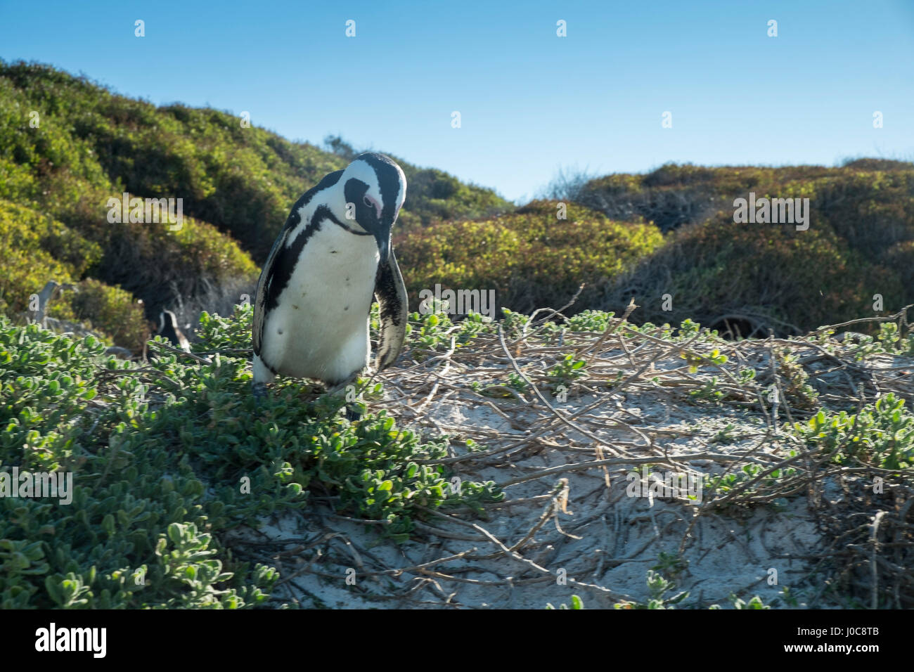 Penguins beach in cape town Stock Photo - Alamy