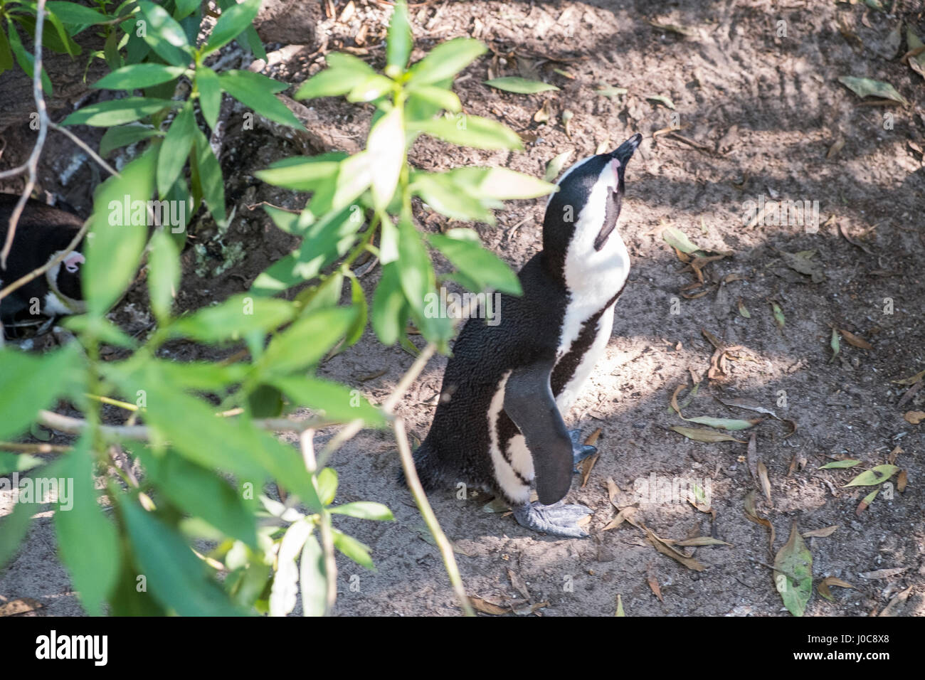 Penguins beach in cape town Stock Photo - Alamy