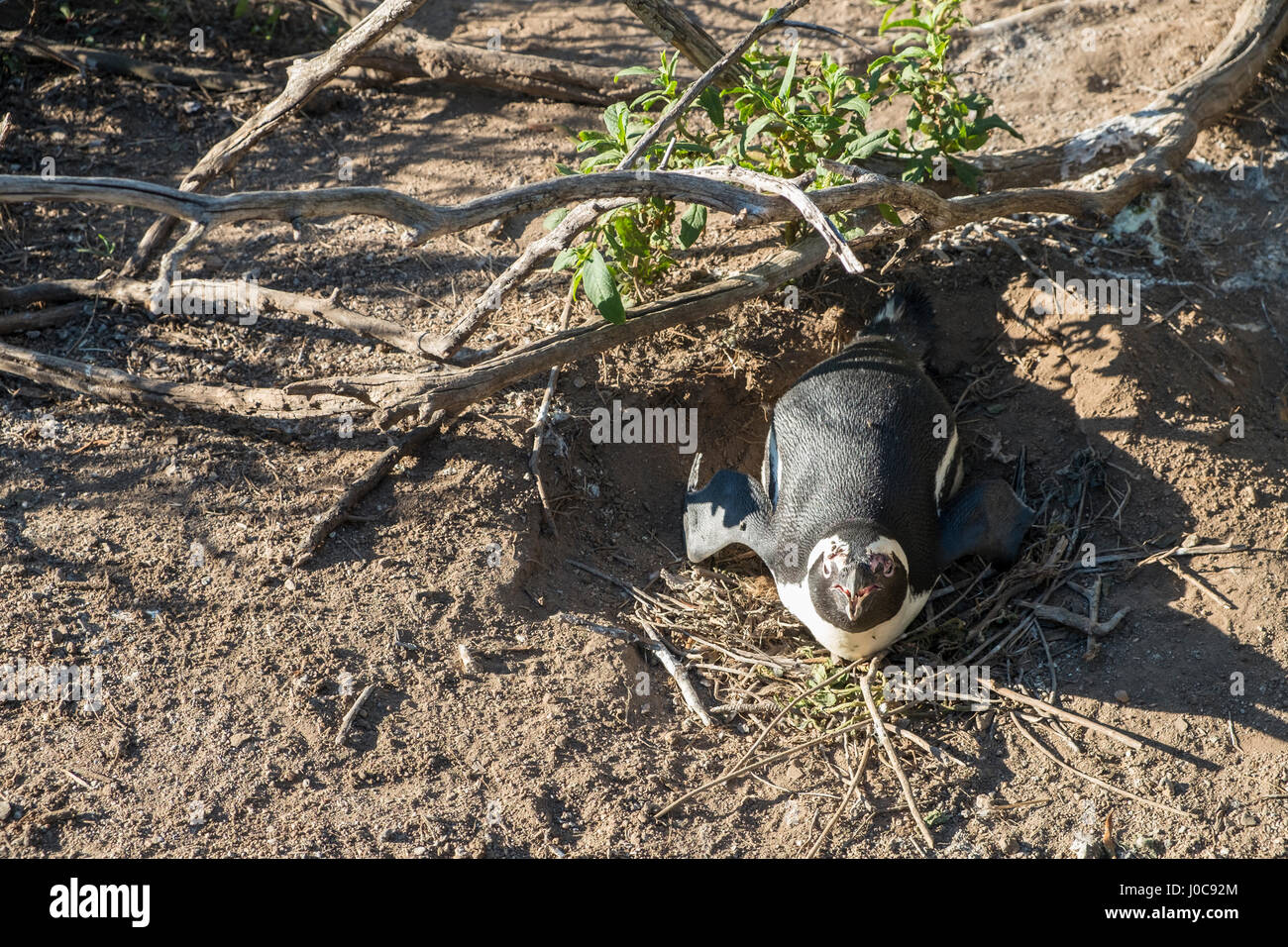 Penguins beach in cape town Stock Photo - Alamy