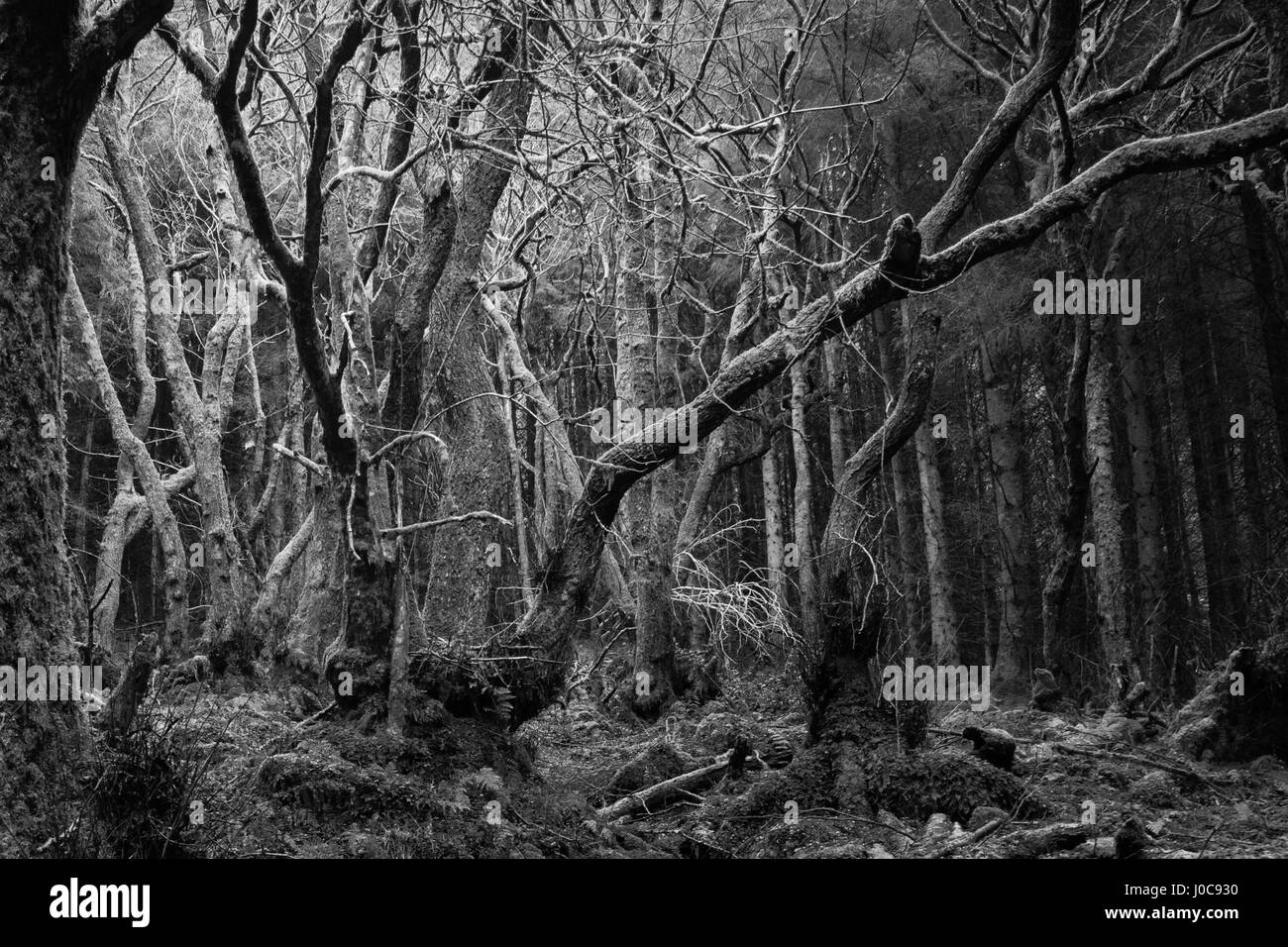 Spooky wooodland scene with twisted trees. Black and white forest scene. Wales, UK, April Stock Photo