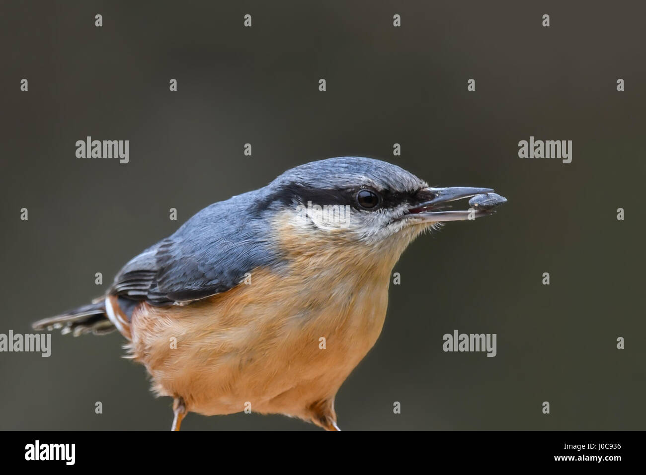 Nuthatch (Sitta europaea) profile portrait with seed in beak. Devon, UK. March Stock Photo