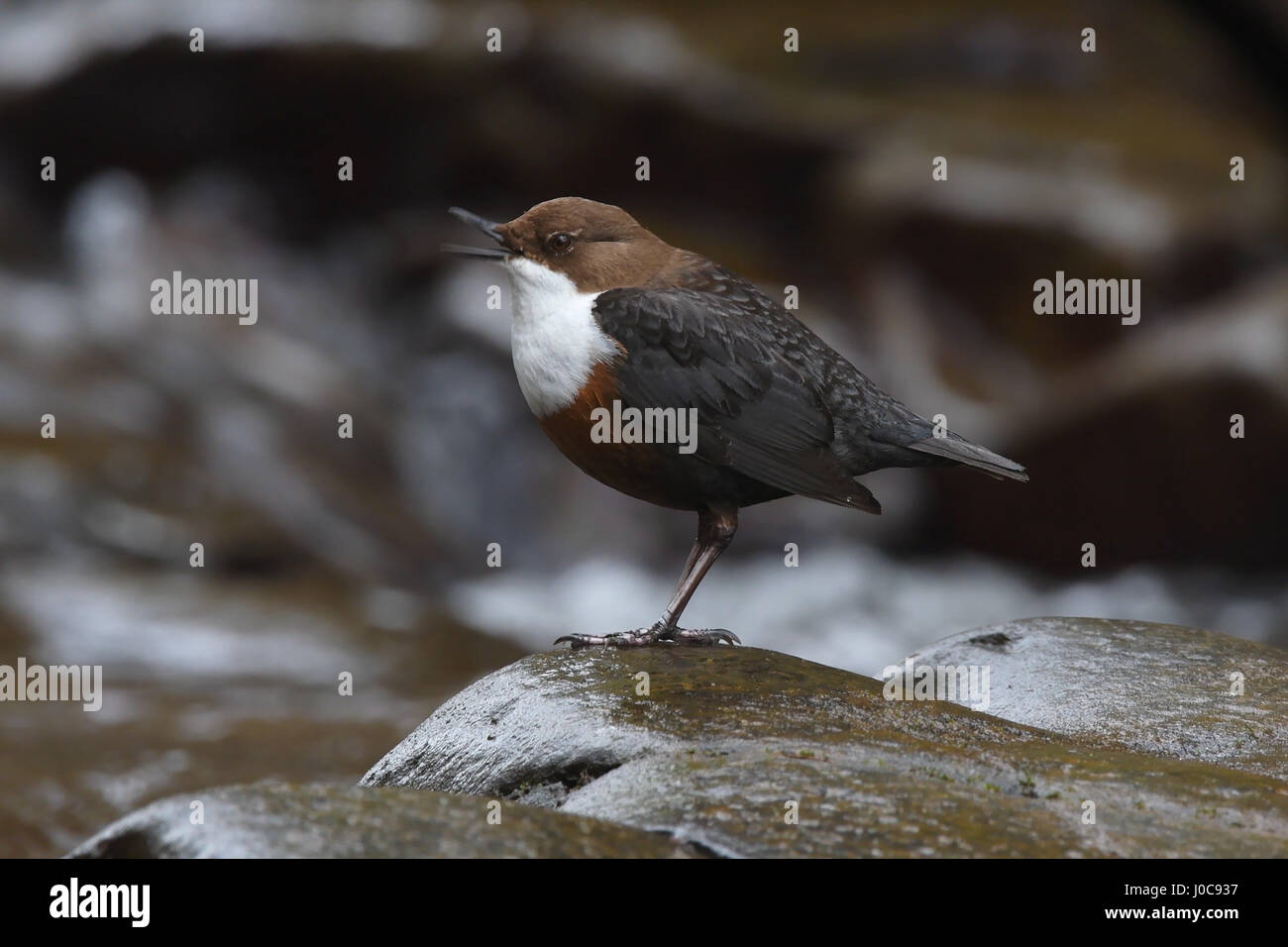 Dipper (Cinclus cinclus) showing mouth open movement blur, in front of waterfall.  Usk river in Wales. UK, February Stock Photo
