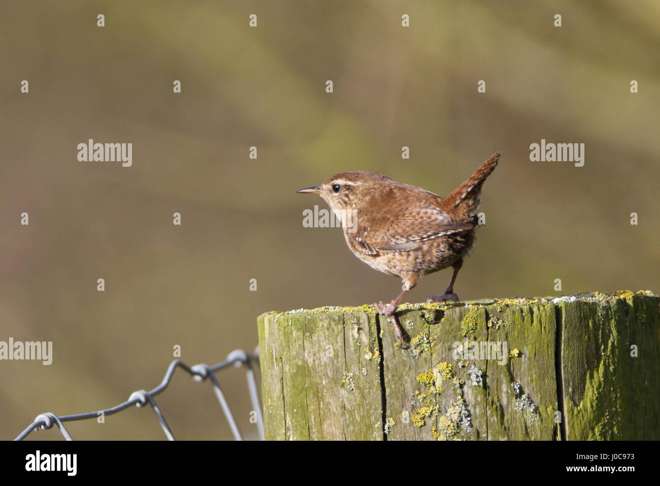 Wren ( Troglodytes troglodytes ) on post near Bridlington. UK Stock Photo