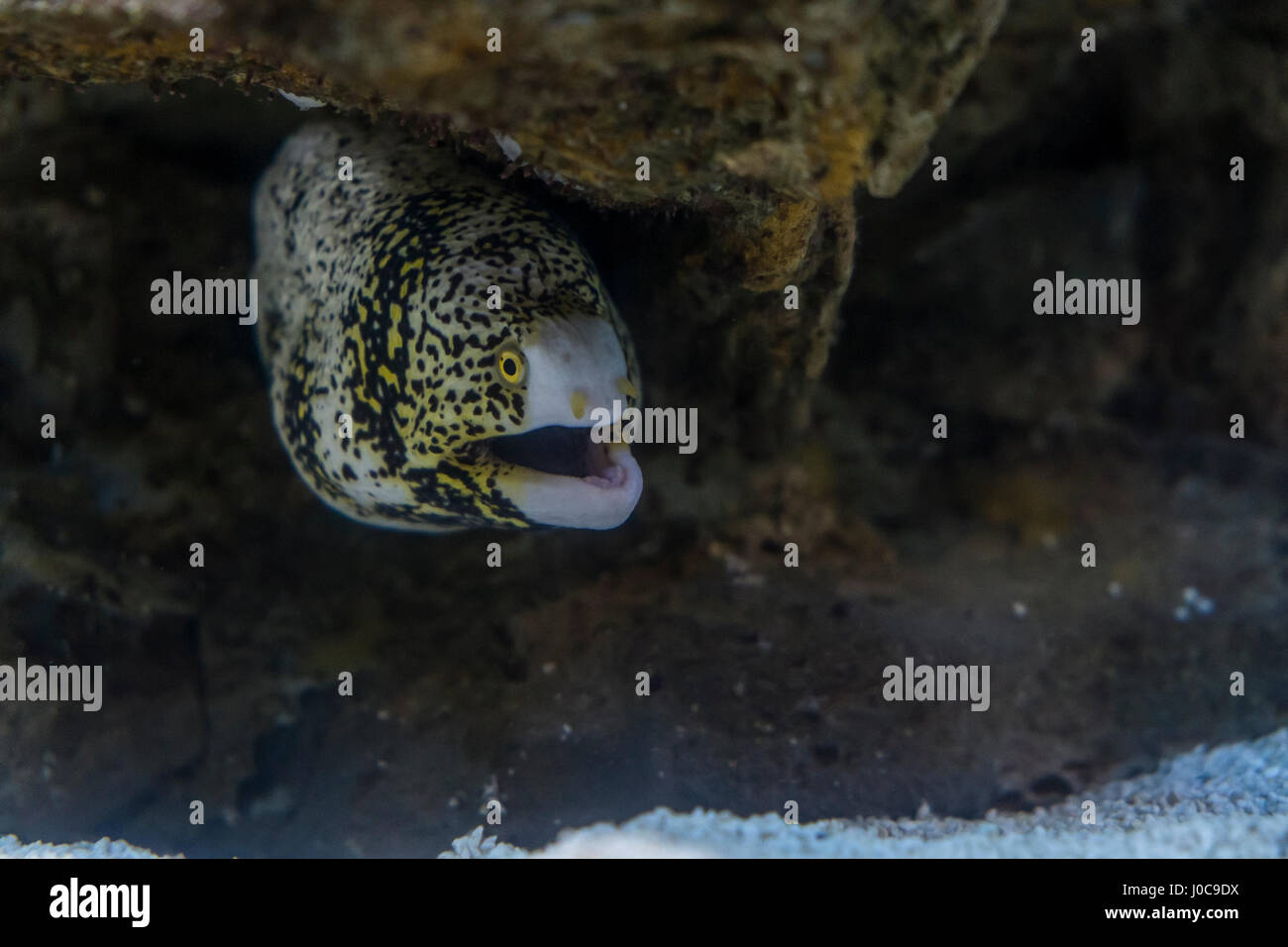 Sea eel among rocks under water Stock Photo - Alamy