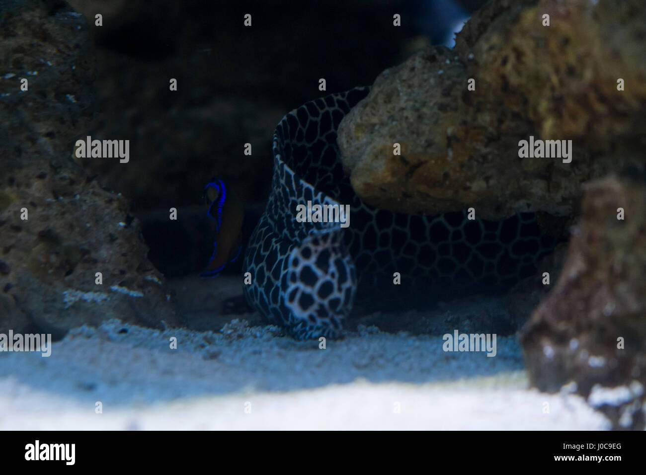 Deepwater fish hi-res stock photography and images - Alamy