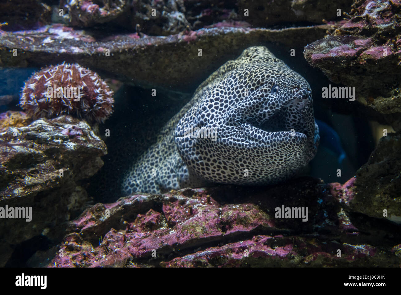 Sea eel among rocks under water Stock Photo - Alamy