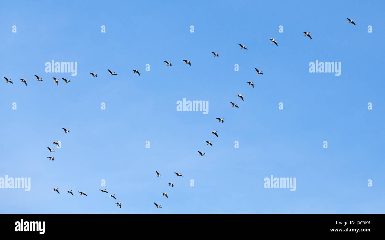 Flock of birds. Canadian geese flying in V shaped group over blue sky background Stock Photo