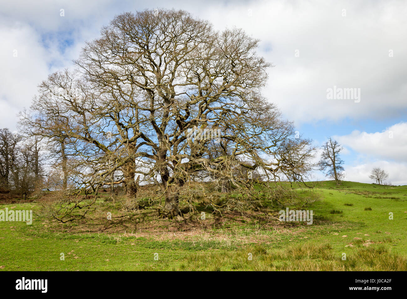 Old oak tree near Gregynog Hall part of the Great Wood, an ancient Oak