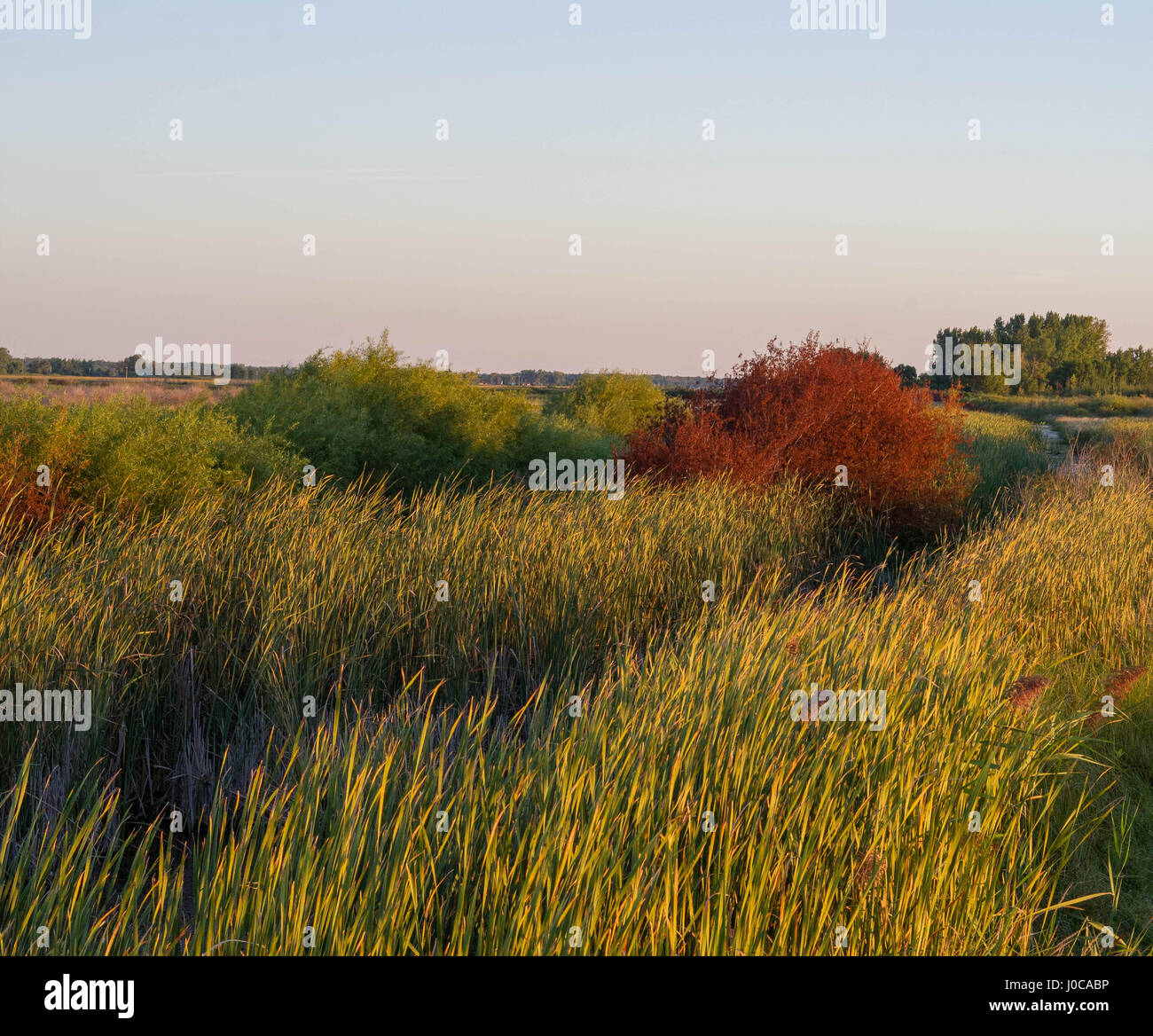 Morning sun over cat tails nature preserve in MIchigan Stock Photo Alamy