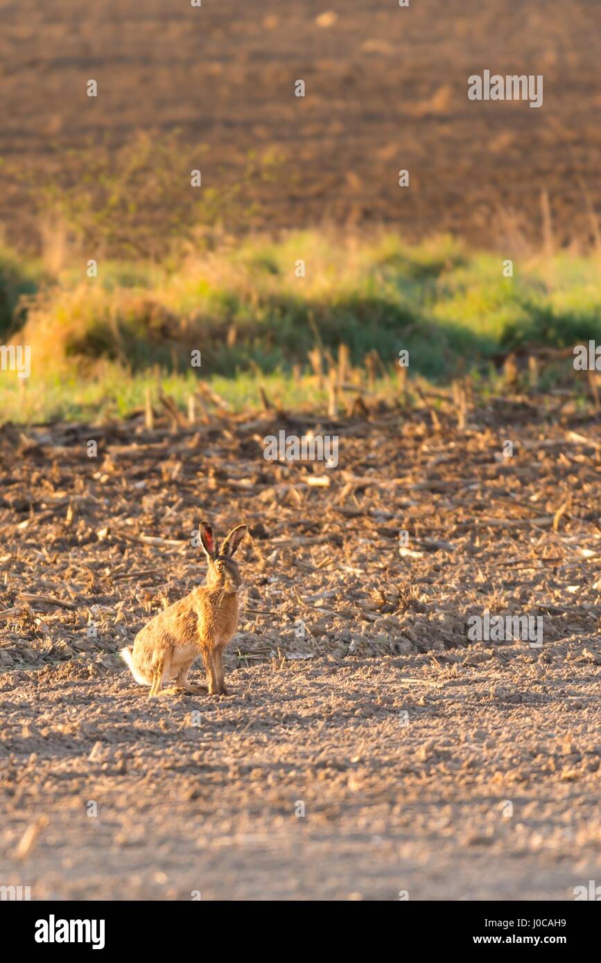 Vertical photo of wild male hare with nice brown fur which sits on early spring field with brown soil. The green grass and reed is in background. Stock Photo