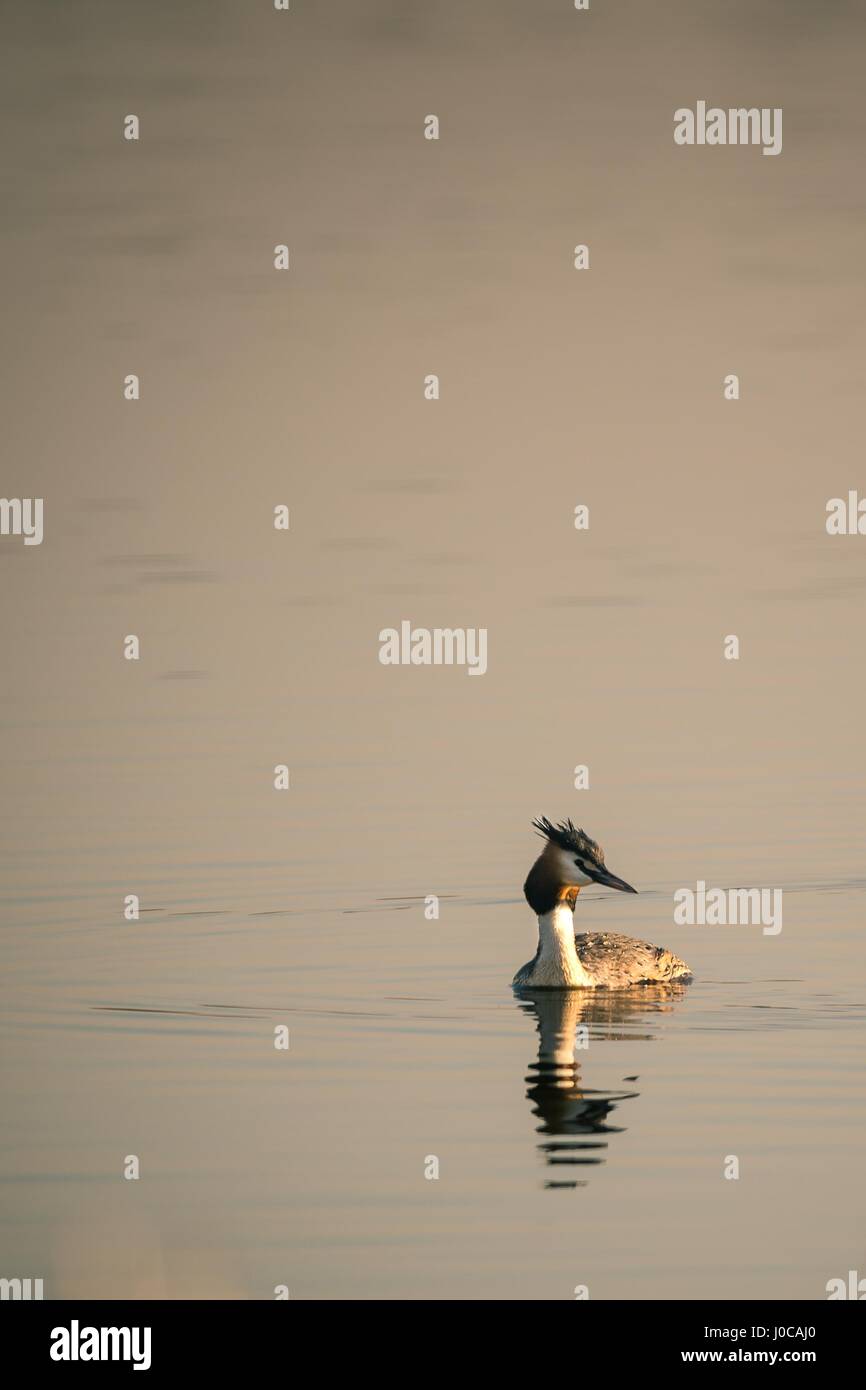 Lesser Grebe Vertical photo with single Great Crested Grebe bird which swims on ...