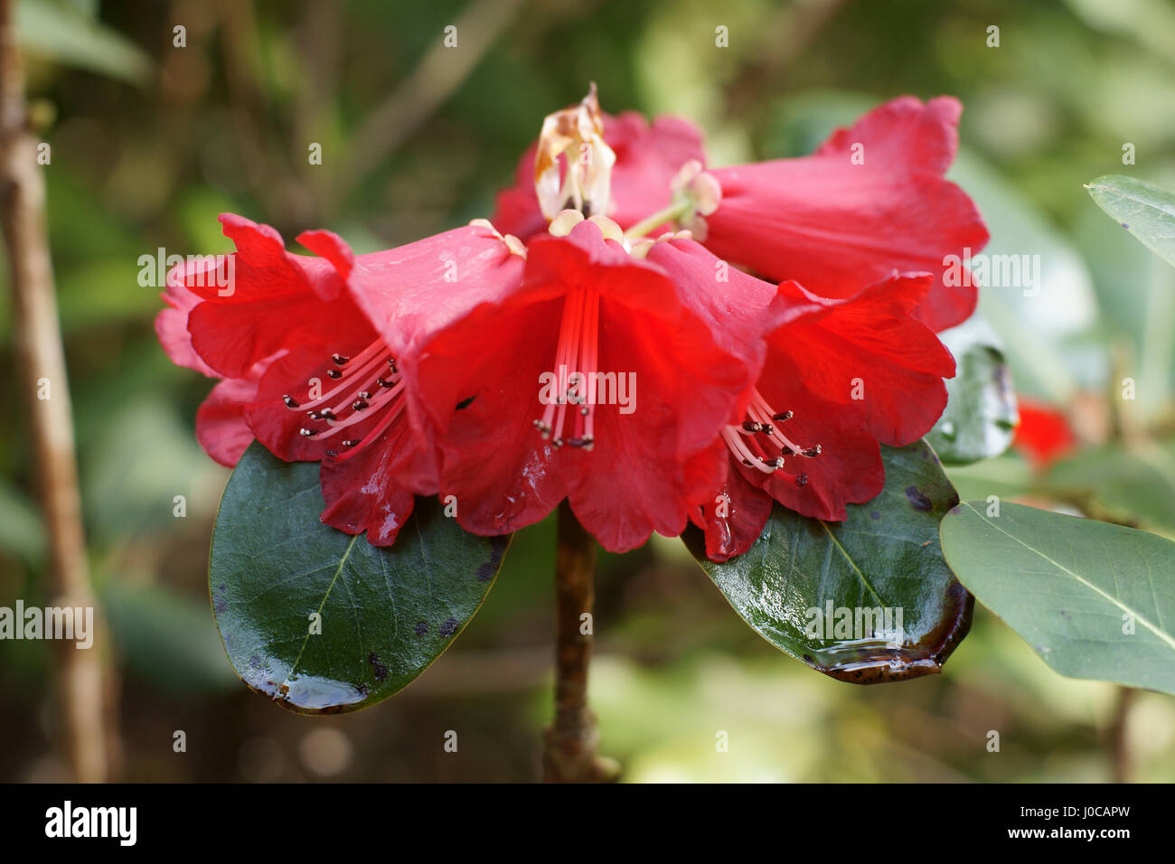 Rhododendron meddianum at Clyne gardens, Swansea, Wales, UK. Stock Photo
