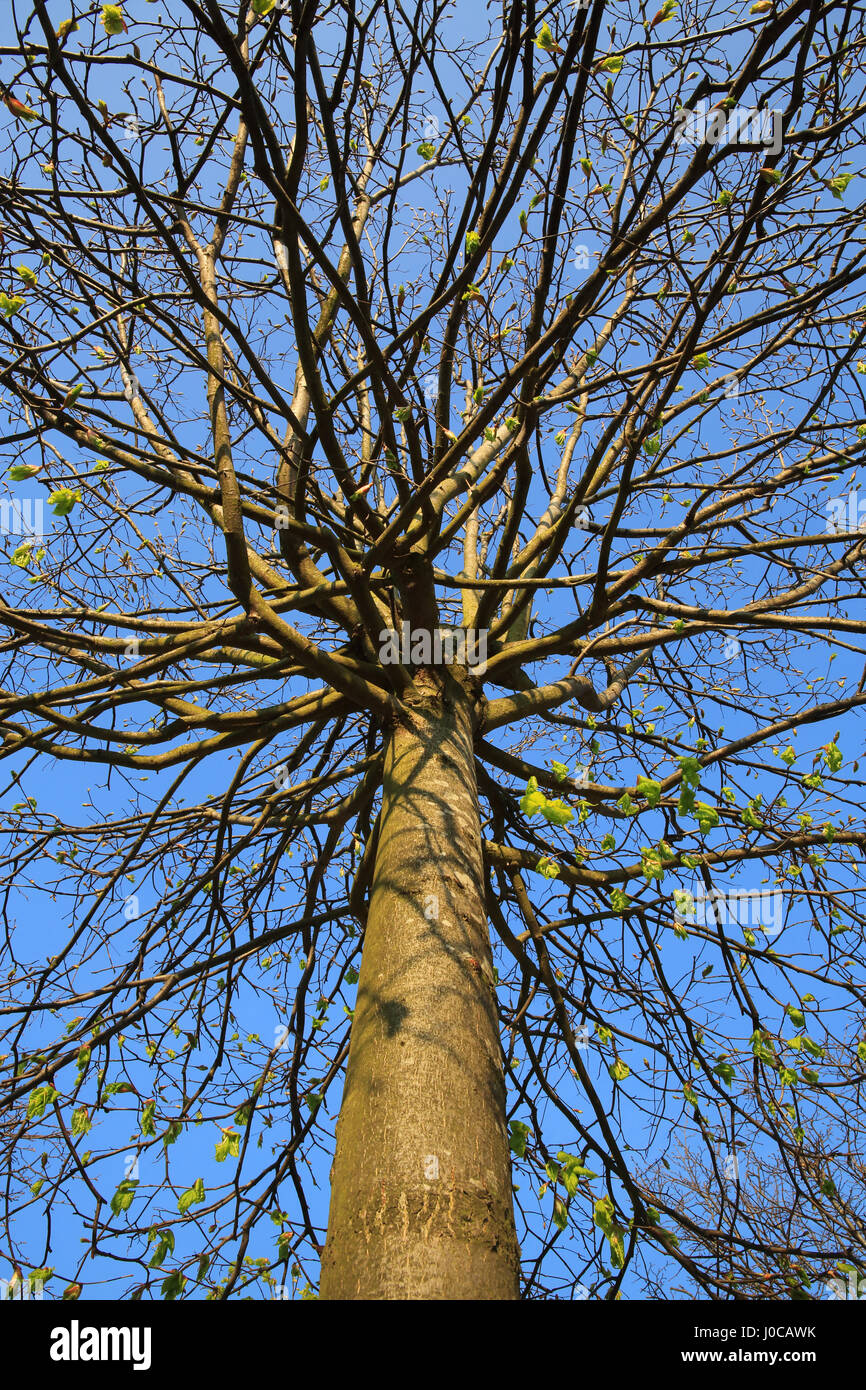 Young tree growing, in spring Stock Photo Alamy