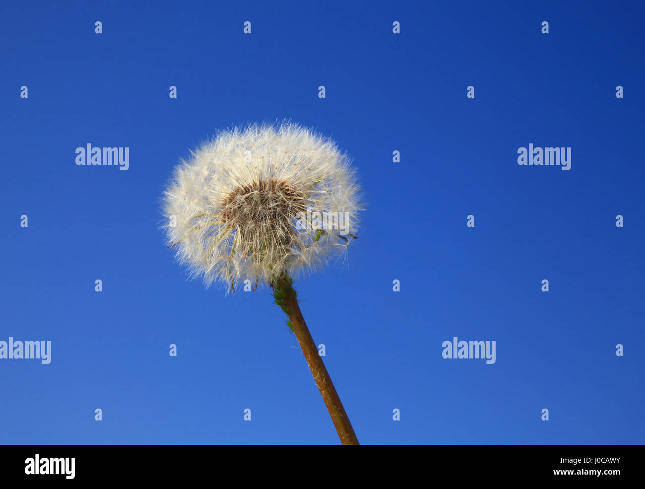The delicate and beautiful seed head of the common wildflower, the dandelion, in the UK Stock Photo